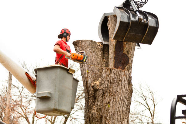 Reliable Oregon, OH Tree Care Solutions